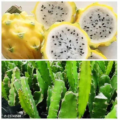yellow dragon fruit plant, dragon fruit plant, indoor dragon fruit plant-thumb0