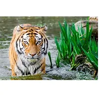 New Poster Tiger Amazing Wall Sticker Poster of Nature Living Room Home D&eacute;cor. (Pack of 1)-thumb1