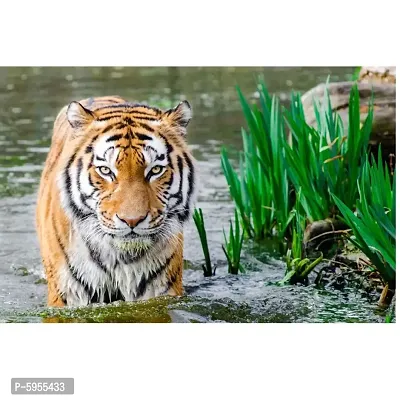 New Poster Tiger Amazing Wall Sticker Poster of Nature Living Room Home D&eacute;cor. (Pack of 1)-thumb2