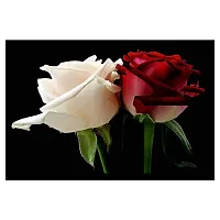 New Best Poster Beautiful Red And White Rose PVC Poster For Living room,Bed Room , Kid Room, Guest Room Etc.(Pack of 1)-thumb1