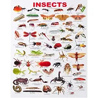 New PVC Insects Chart Wall Sticker For Living Room , Bed Room , kid Room , Guest Room .(Size 12x18 Inch)  Best Poster Pack of 1.-thumb1