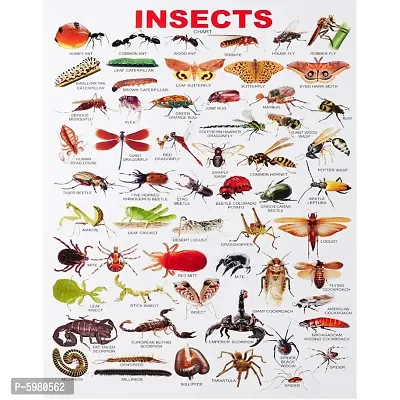 New PVC Insects Chart Wall Sticker For Living Room , Bed Room , kid Room , Guest Room .(Size 12x18 Inch)  Best Poster Pack of 1.-thumb2