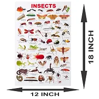 New PVC Insects Chart Wall Sticker For Living Room , Bed Room , kid Room , Guest Room .(Size 12x18 Inch)  Best Poster Pack of 1.-thumb2