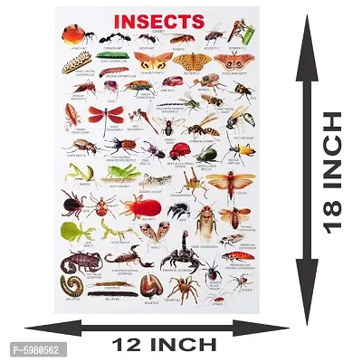 New PVC Insects Chart Wall Sticker For Living Room , Bed Room , kid Room , Guest Room .(Size 12x18 Inch)  Best Poster Pack of 1.-thumb3