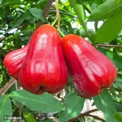 Red Malay Variety Wax Apple Wax Jambu Water Apple Java Apple Fruit Jamrul (Air Layered) Live Plants  Tree-thumb0