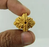 Raviour Lifestyle Brown 2 Mukhi Nepali Rudraksha Mantra Siddha 2 Face Nepali Rudraksha for Good Fortune-thumb3