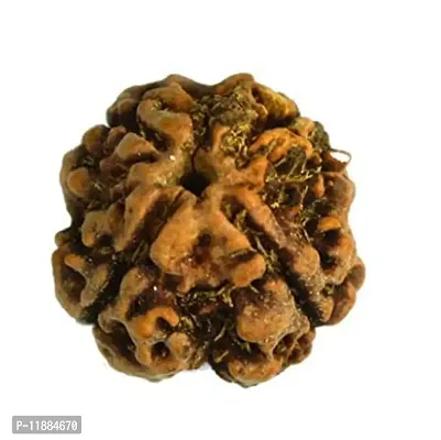 Raviour Lifestyle Nepali Rudraksha 4 Mukhi Nepali Rudraksha 100% Original & Natural Four Faced Nepali Rudraksha for Good Fortune