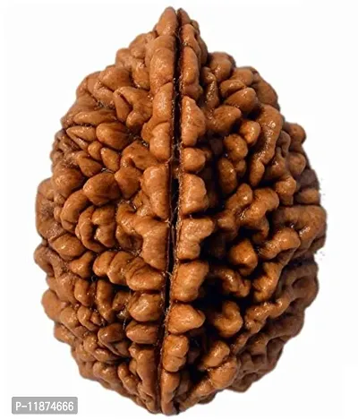 Raviour Lifestyle 2 Mukhi Nepali Rudraksha Pure Original & Natural Quality Nepali Rudraksha for Men and Women