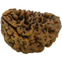 Raviour Lifestyle Brown 2 Mukhi Nepali Rudraksha Mantra Siddha 2 Face Nepali Rudraksha for Good Fortune-thumb2