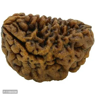 Raviour Lifestyle Brown 2 Mukhi Nepali Rudraksha Mantra Siddha 2 Face Nepali Rudraksha for Good Fortune-thumb3