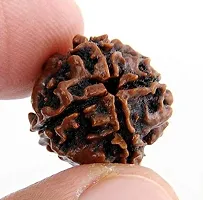 Raviour Lifestyle Natural 4 Mukhi Nepali Rudraksha (Four Mukhi) for Astrological Purpose-thumb3