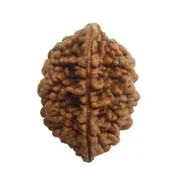 Raviour Lifestyle Brown 2 Mukhi Nepali Rudraksha Mantra Siddha 2 Face Nepali Rudraksha for Good Fortune-thumb1