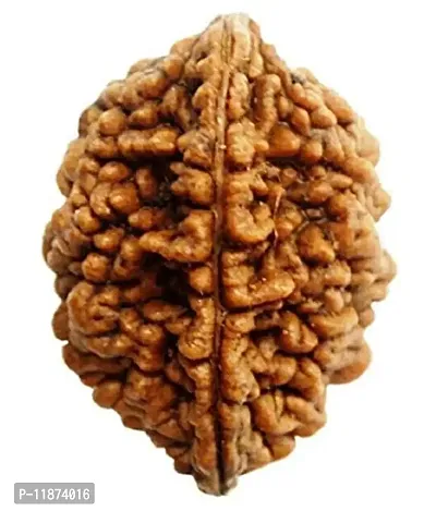 Raviour Lifestyle Brown 2 Faced Two Mukhi Nepali Rudraksha for Men and Women-thumb0