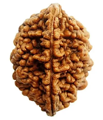 Raviour Lifestyle 2 Faced Two Mukhi Nepali Rudraksha for Men and Women