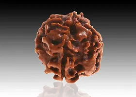 Raviour Lifestyle Nepali Rudraksha 4 Mukhi Nepali Rudraksha 100% Original & Natural Four Faced Nepali Rudraksha for Good Fortune-thumb2