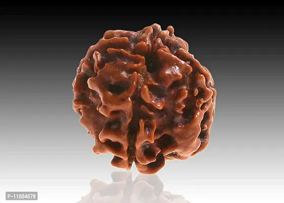 Raviour Lifestyle Nepali Rudraksha 4 Mukhi Nepali Rudraksha 100% Original & Natural Four Faced Nepali Rudraksha for Good Fortune-thumb3