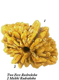 Raviour Lifestyle 2 Mukhi Nepali Rudraksha (Two Mukhi) Nepali Rudraksha/Two Faced Rudraksh for Men and Women-thumb3