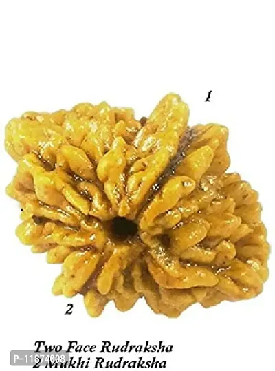 Raviour Lifestyle 2 Mukhi Nepali Rudraksha (Two Mukhi) Nepali Rudraksha/Two Faced Rudraksh for Men and Women-thumb4