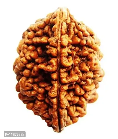 Raviour Lifestyle Original and Natural Nepali Rudraksha 2 Mukhi Nepali Rudraksha for Astrological Benefits