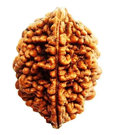 Raviour Lifestyle 2 Faced Two Mukhi Nepali Rudraksha for Men and Women