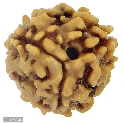 Raviour Lifestyle Natural 3 Mukhi/3 Face Nepali Rudraksha Original & Natural Nepali Rudraksha (Unisex)