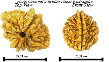 Raviour Lifestyle 2 Mukhi Nepali Rudraksha (Two Mukhi) Nepali Rudraksha/Two Faced Rudraksh for Men and Women-thumb2