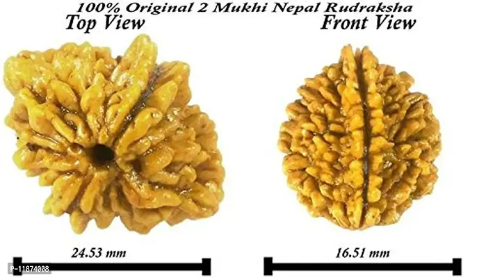 Raviour Lifestyle 2 Mukhi Nepali Rudraksha (Two Mukhi) Nepali Rudraksha/Two Faced Rudraksh for Men and Women-thumb3