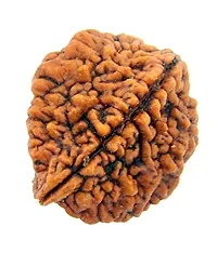 Raviour Lifestyle Original and Natural Nepali Rudraksha 2 Mukhi Nepali Rudraksha for Astrological Benefits-thumb1