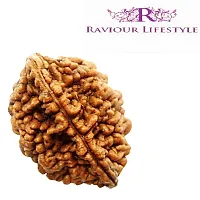 Raviour Lifestyle Brown 2 Faced Two Mukhi Nepali Rudraksha for Men and Women-thumb2