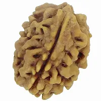 Raviour Lifestyle Natural 3 Mukhi/3 Face Nepali Rudraksha Original & Natural Nepali Rudraksha (Unisex)-thumb3