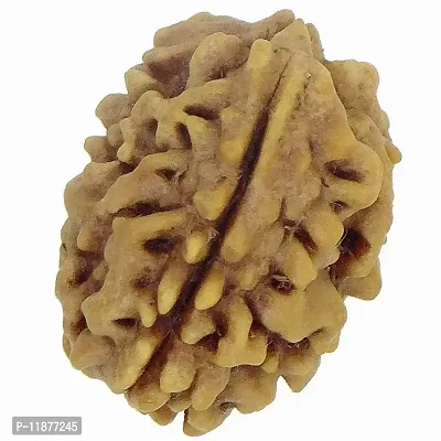 Raviour Lifestyle Natural 3 Mukhi/3 Face Nepali Rudraksha Original & Natural Nepali Rudraksha (Unisex)-thumb4