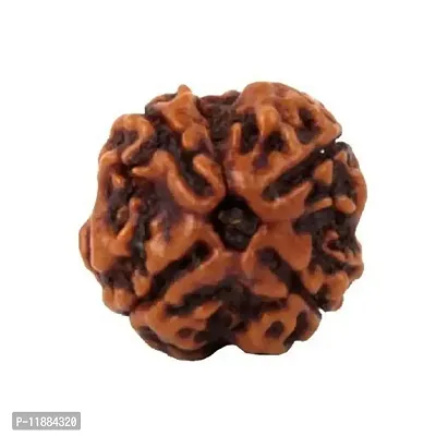 Raviour Lifestyle Natural 4 Mukhi Nepali Rudraksha (Four Mukhi) for Astrological Purpose