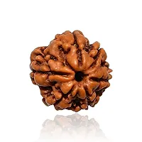 Raviour Lifestyle Rudraksha 6 Mukhi Original & Natural Six Faced Rudraksha for Astrological Benefits-thumb3