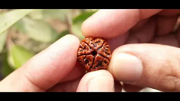 Raviour Lifestyle 5 Mukhi Nepali Rudraksha/Five Faced Rudraksh and Natural Nepali Rudraksha for Good Fortune-thumb4