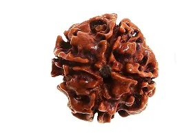 Raviour Lifestyle Nepali Rudraksha 4 Mukhi Nepali Rudraksha 100% Original & Natural Four Faced Nepali Rudraksha for Good Fortune-thumb4