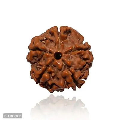 Raviour Lifestyle 5 Faced Nepali Rudraksha/Paanch Mukhi Nepali Rudraksha/Five Faced Nepali Rudraksha for Astrological Benefits-thumb2