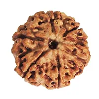 Raviour Lifestyle Rudraksha 6 Mukhi Original & Natural Six Faced Rudraksha for Astrological Benefits-thumb1