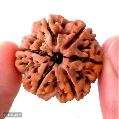 Raviour Lifestyle Rudraksha 6 Mukhi Original & Natural Six Faced Rudraksha for Astrological Benefits-thumb3