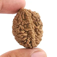 Raviour Lifestyle Original and Natural Nepali Rudraksha 2 Mukhi Nepali Rudraksha for Astrological Benefits-thumb3