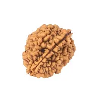 Raviour Lifestyle 2 Mukhi Nepali Rudraksha 100% Natural (Two mukhi) Nepali Rudraksha Bead for Good Fortune-thumb2