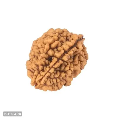 Raviour Lifestyle 2 Mukhi Nepali Rudraksha 100% Natural (Two mukhi) Nepali Rudraksha Bead for Good Fortune-thumb3