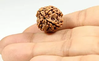 Raviour Lifestyle Nepali Rudraksha 4 Mukhi Nepali Rudraksha 100% Original & Natural Four Faced Nepali Rudraksha for Good Fortune-thumb1