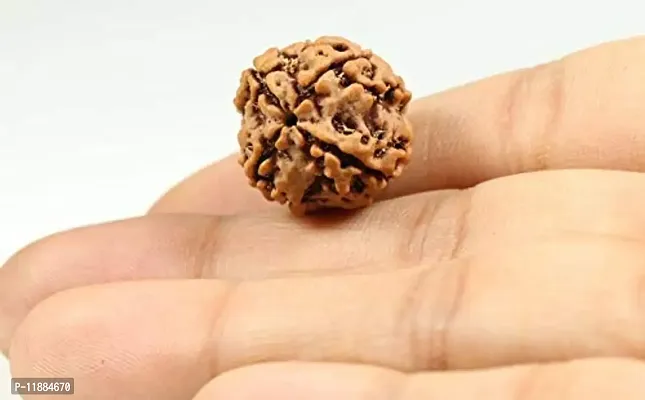 Raviour Lifestyle Nepali Rudraksha 4 Mukhi Nepali Rudraksha 100% Original & Natural Four Faced Nepali Rudraksha for Good Fortune-thumb2