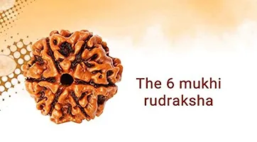 Raviour Lifestyle Rudraksha 6 Mukhi Original & Natural Six Faced Rudraksha for Astrological Benefits-thumb4