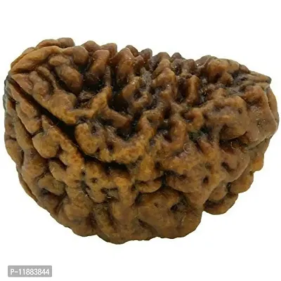 Raviour Lifestyle 2 Mukhi Nepali Rudraksha, 2 Faced Nepali Rudraksha, 2 mukhi Nepali Rudraksha Bead for Astrological Benefits-thumb3