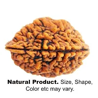 Raviour Lifestyle Original and Natural Nepali Rudraksha 2 Mukhi Nepali Rudraksha for Astrological Benefits-thumb2