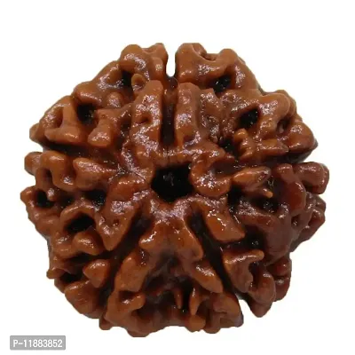 Raviour Lifestyle 5 Faced Nepali Rudraksha/Paanch Mukhi Nepali Rudraksha/Five Faced Nepali Rudraksha for Astrological Benefits