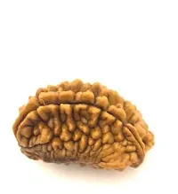 Raviour Lifestyle 2 Mukhi Nepali Rudraksha 100% Natural (Two mukhi) Nepali Rudraksha Bead for Good Fortune-thumb1