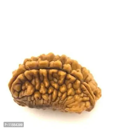 Raviour Lifestyle 2 Mukhi Nepali Rudraksha 100% Natural (Two mukhi) Nepali Rudraksha Bead for Good Fortune-thumb2