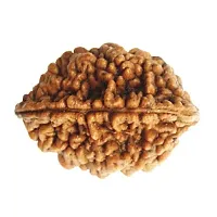 Raviour Lifestyle Brown 2 Faced Two Mukhi Nepali Rudraksha for Men and Women-thumb1